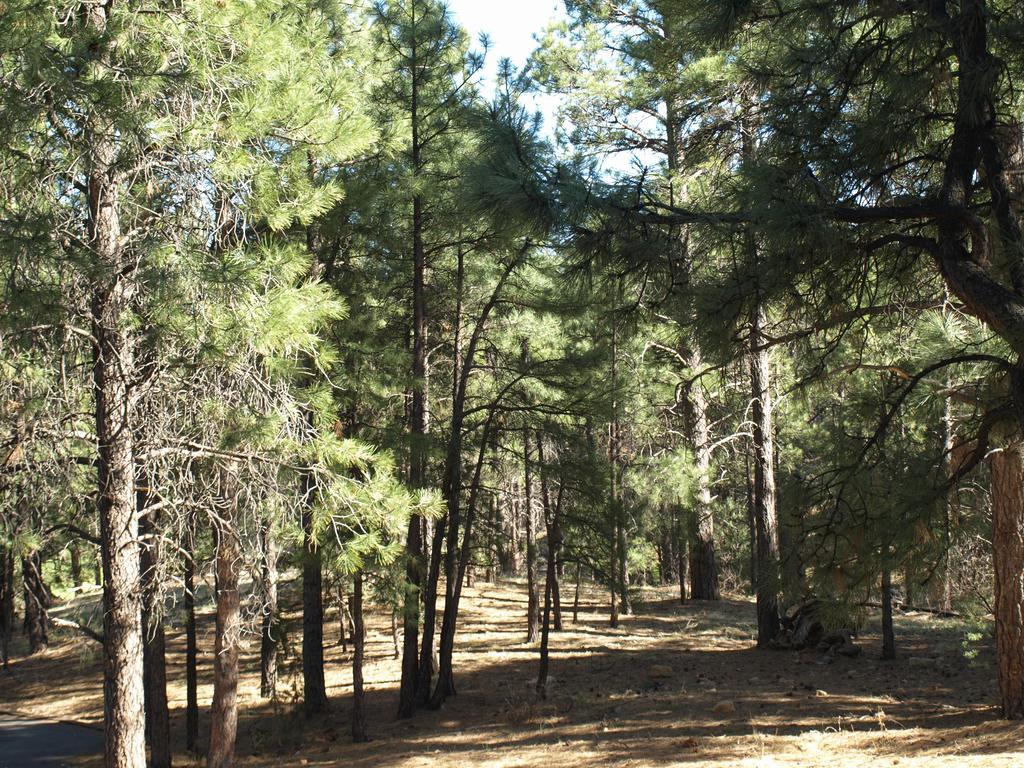 Whispering Pines Inn Flagstaff Eksteriør bilde
